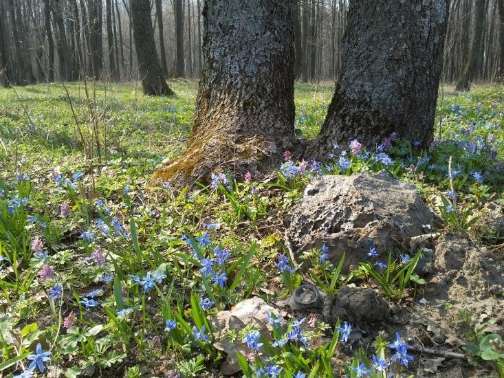 Кияниця з panoramio.com - Кияниця