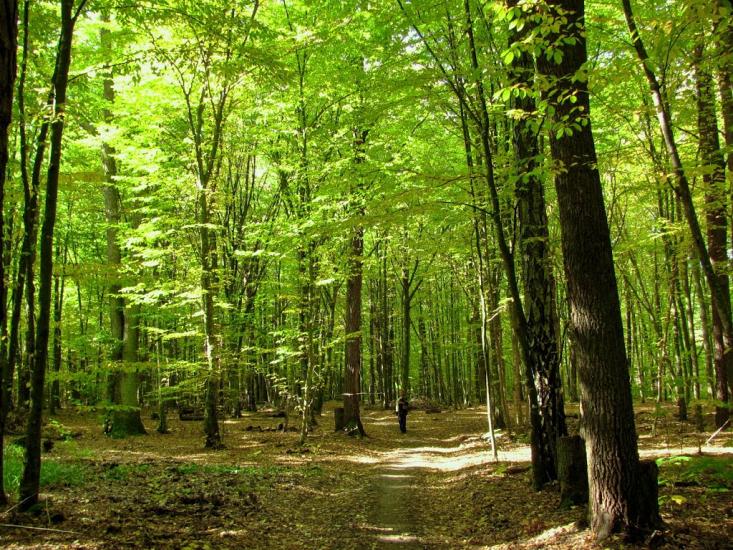 Нові Яриловичі з panoramio.com - Новые Ярыловичи