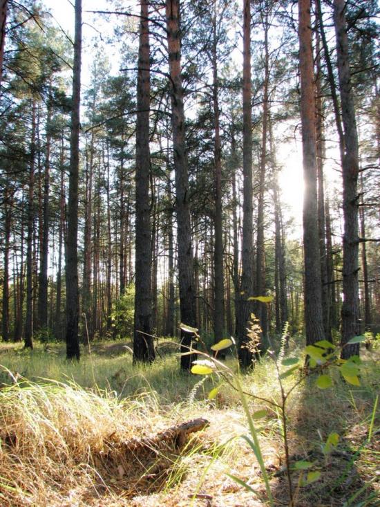 Славутич з panoramio.com - Славутич