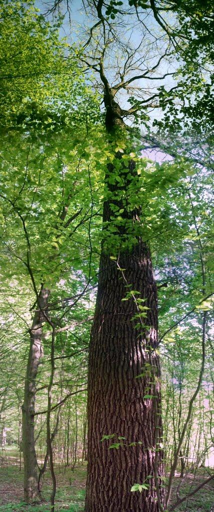 Бахматівці з panoramio.com - Bakhmativtsi