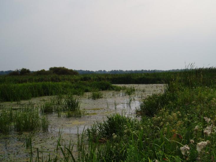 Сорокошичі з panoramio.com - Сорокошичи