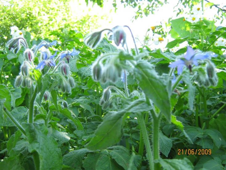 Верхня Сироватка з panoramio.com - Верхня Сироватка