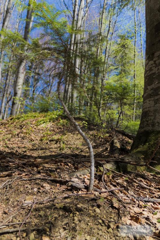 Букове з panoramio.com - Букове