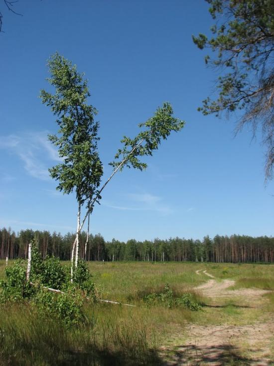 Славутич з panoramio.com - Славутич