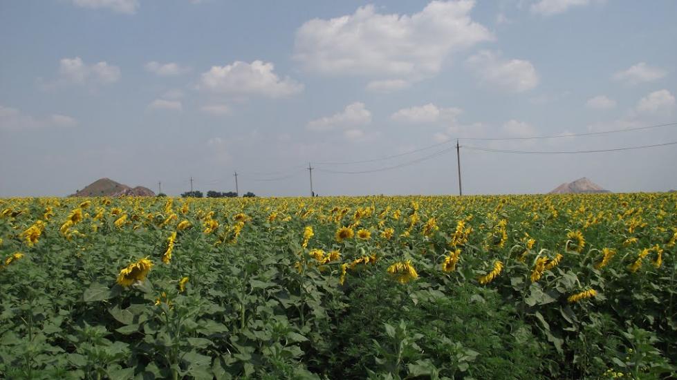 Звірове з panoramio.com - Звірове