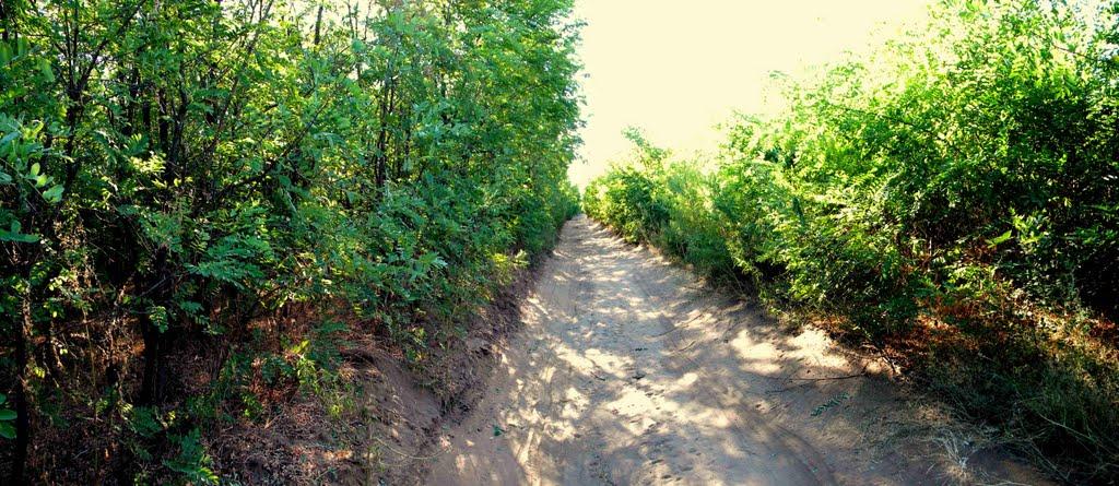 Павлівка з panoramio.com - Павловка