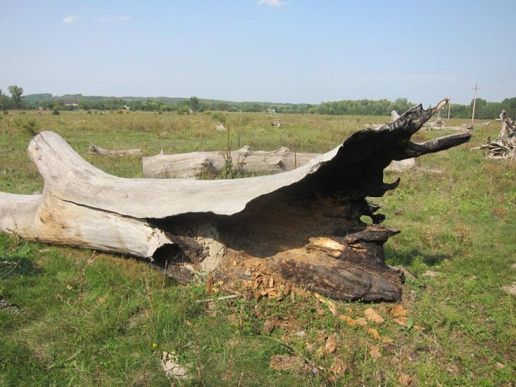 Старі Санжари з panoramio.com - Stari Sanzhary