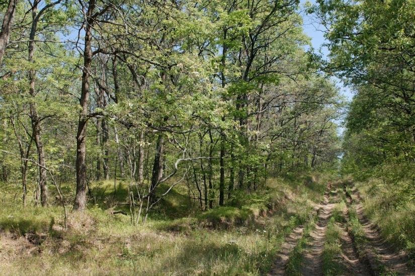 Мохнач з panoramio.com - Мохнач