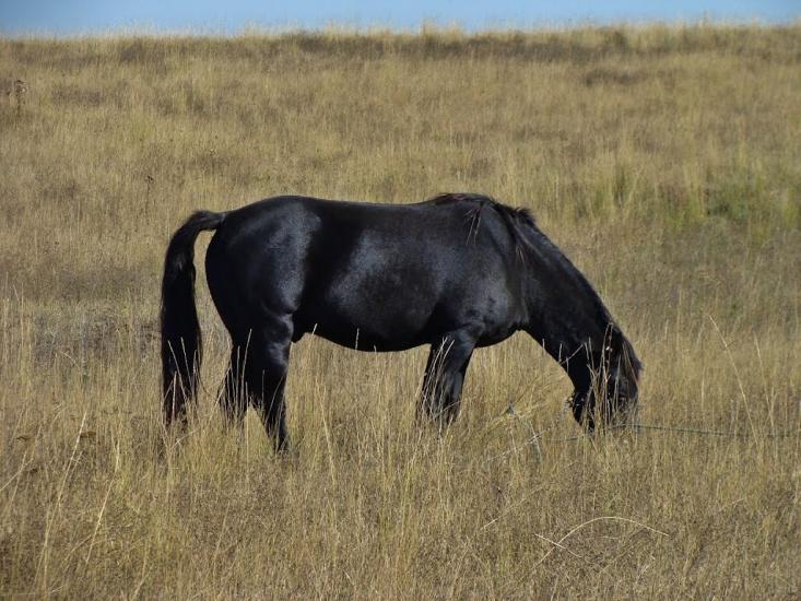 Цупки з panoramio.com - Цупки