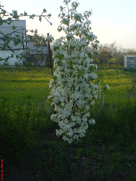Берегове з panoramio.com - Береговое