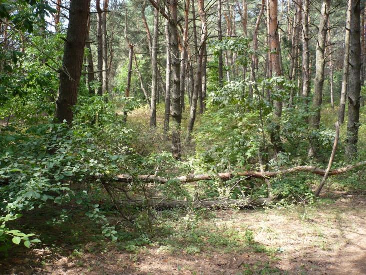Новокомсомольське з panoramio.com - Новокомсомольское