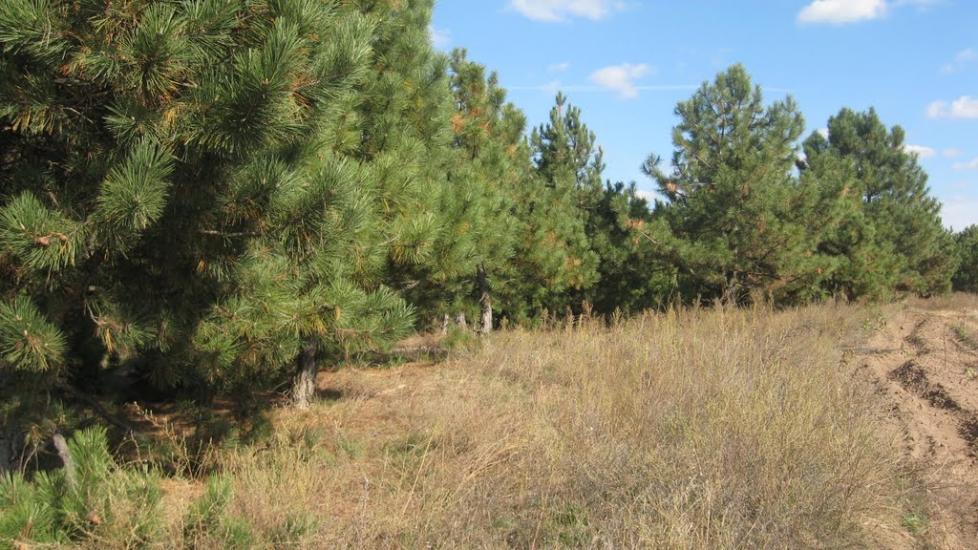 Михайло-Ларине з panoramio.com - Михайло-Ларине