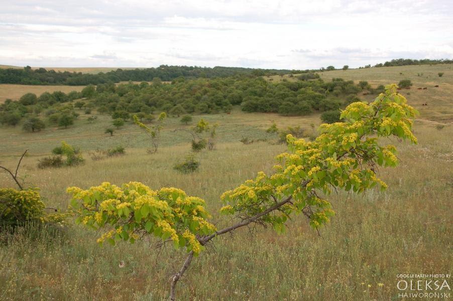 Вікторівка з panoramio.com - Viktorivka