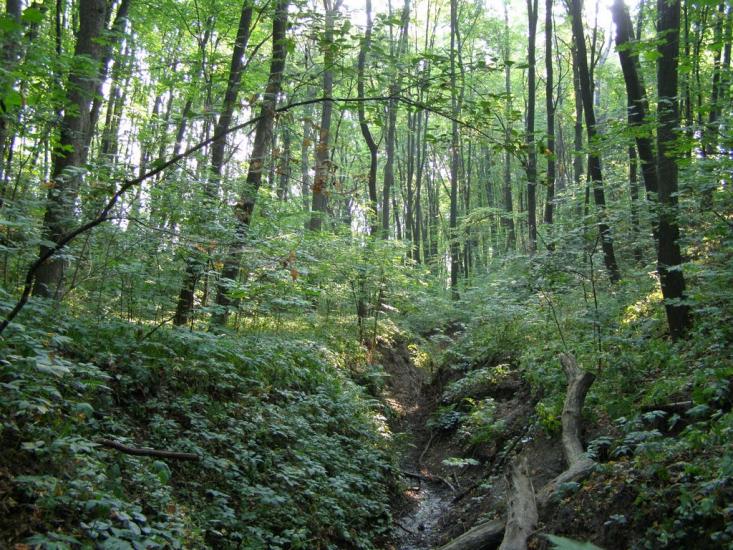 Томашівка з panoramio.com - Томашовка