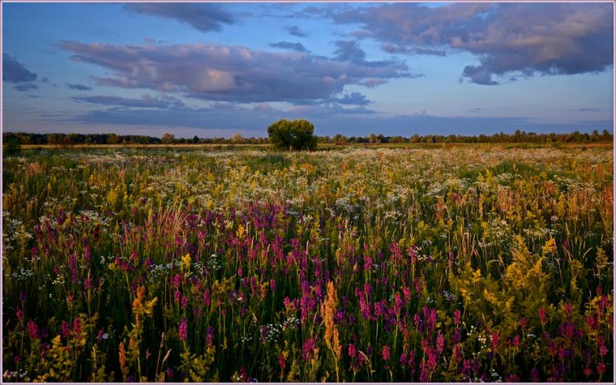 Нижча Дубечня з panoramio.com - Nyzhcha Dubechnya