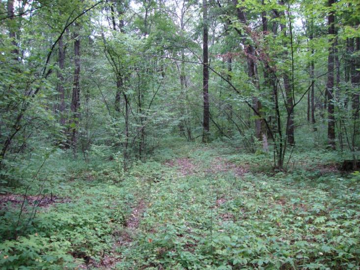 Руські Тишки з panoramio.com - Русские Тишки