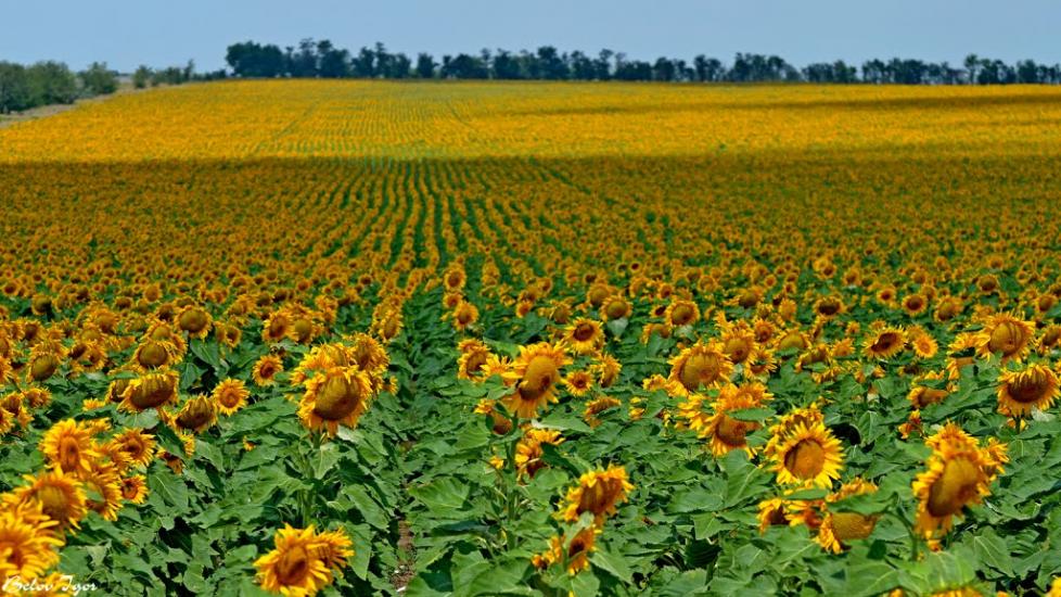Болгарка з panoramio.com - Болгарка