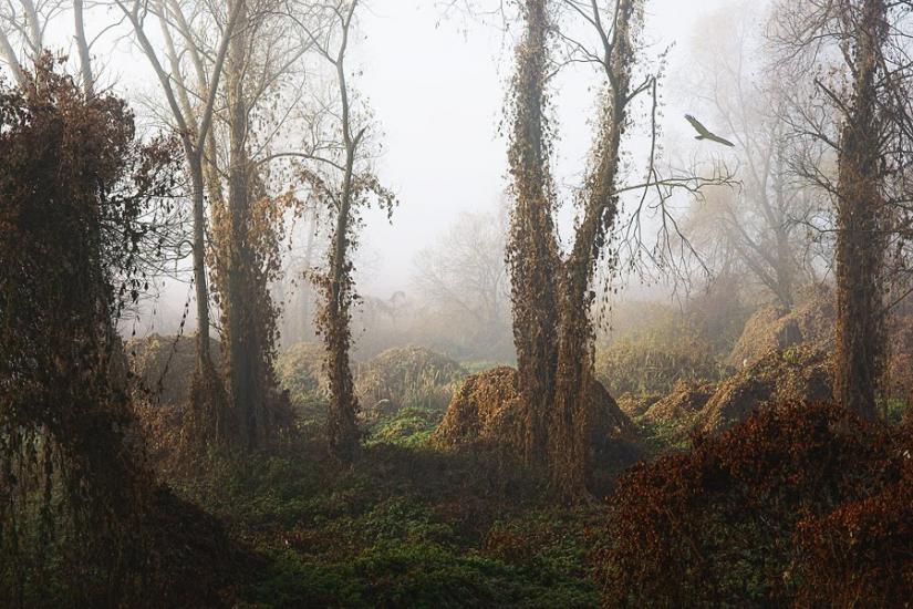 Мала Стариця з panoramio.com - Мала Стариця