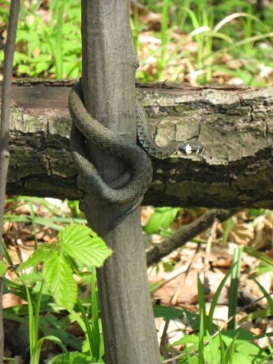 Липники з panoramio.com - Липники