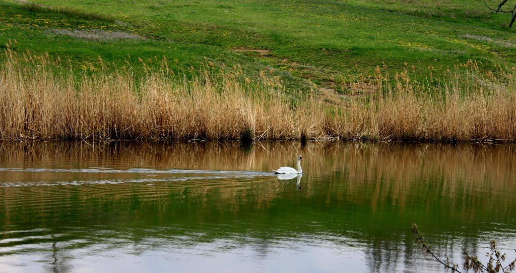 Новоукраїнка з panoramio.com - Novoukrainka