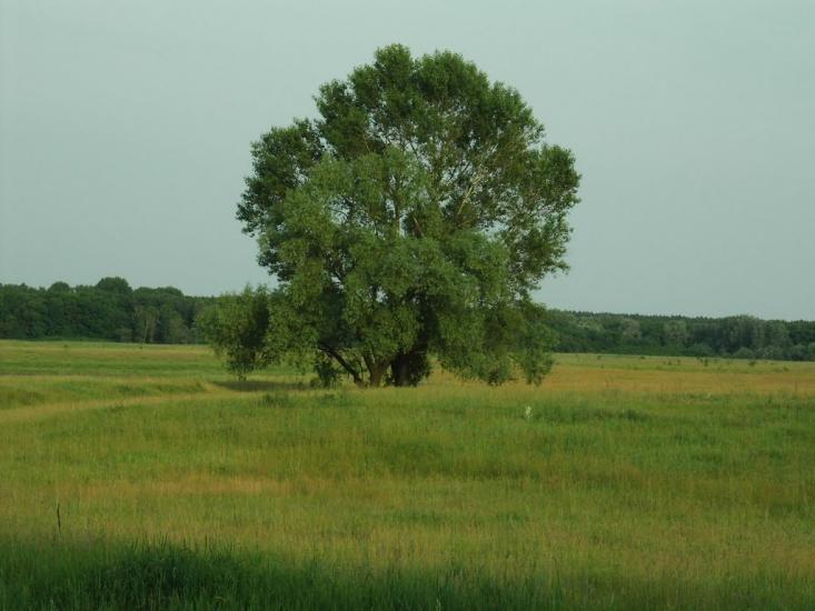 Говтва з panoramio.com - Govtva
