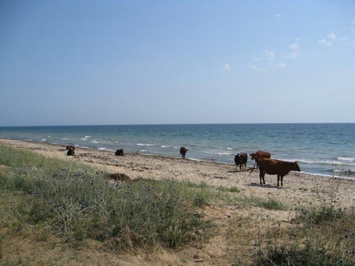 Вітине з panoramio.com - Витино