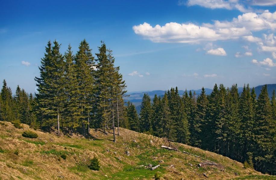 Явірник з panoramio.com - Явірник