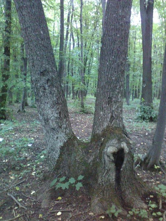 Сатанівка з panoramio.com - Сатановка