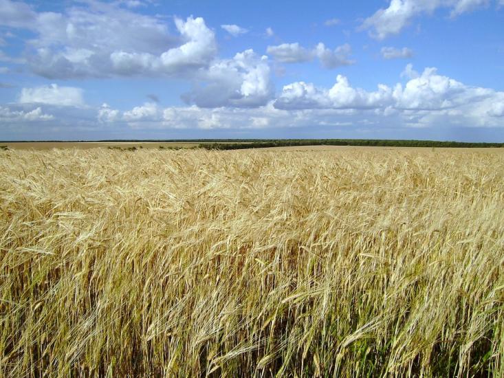 Стебне з panoramio.com - Stebne