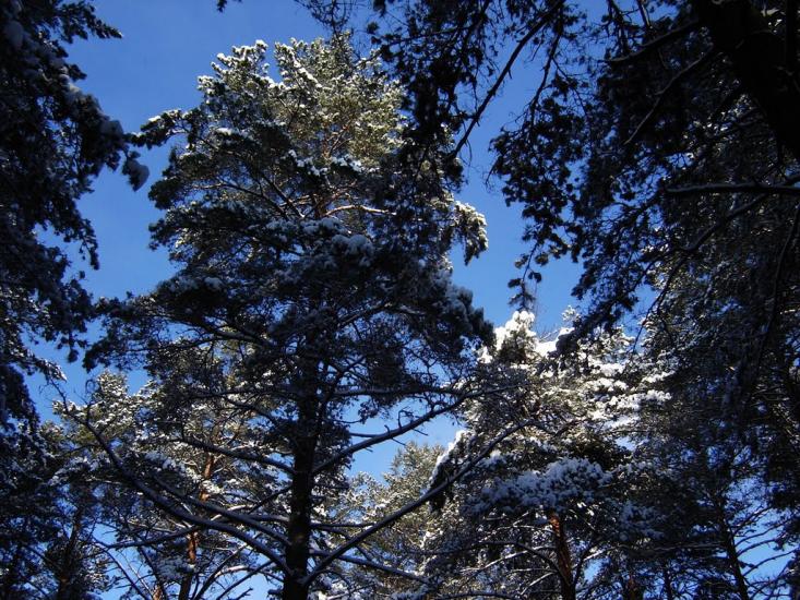 Нові Яриловичі з panoramio.com - Новые Ярыловичи