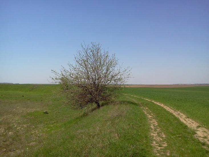 Великий Омеляник з panoramio.com - Великий Омеляник