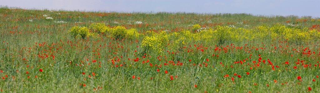 Ушня з panoramio.com - Ушня