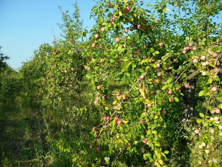 Новофастів з panoramio.com - Новофастов