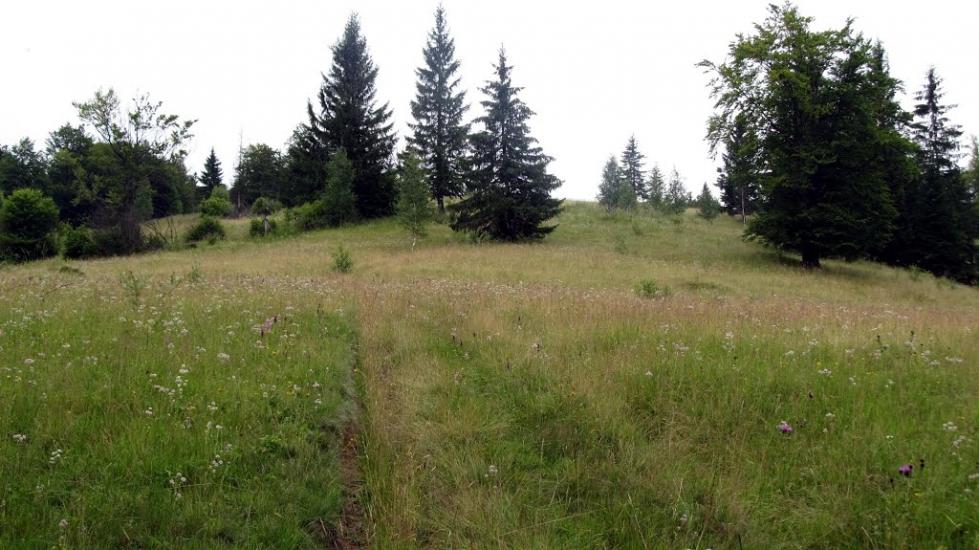 Букове з panoramio.com - Букове
