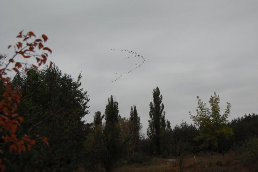 Сиротине з panoramio.com - Сиротине