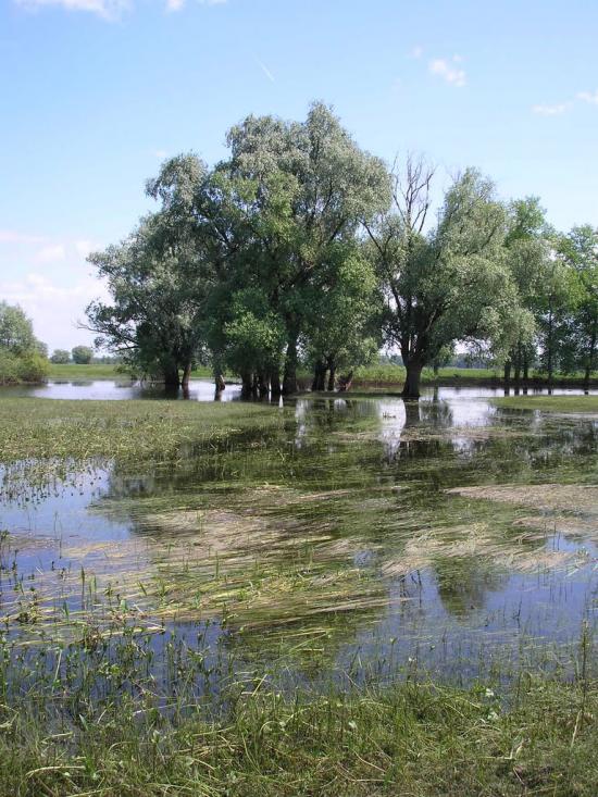 Велике Устя з panoramio.com - Велике Устя