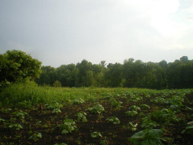 Черепашинці з panoramio.com - Cherepashyntsi