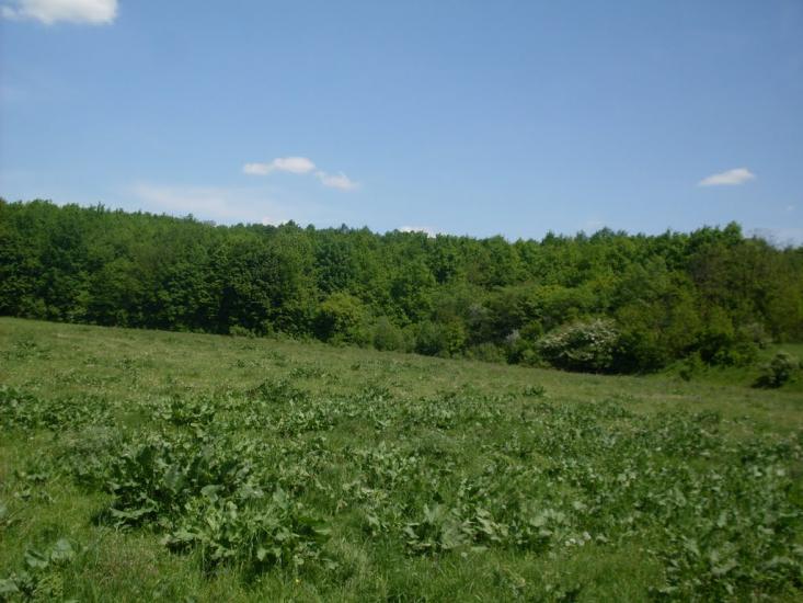 Млинки з panoramio.com - Млынки