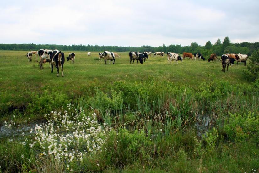 Щитинська Воля з panoramio.com - Щитинська Воля