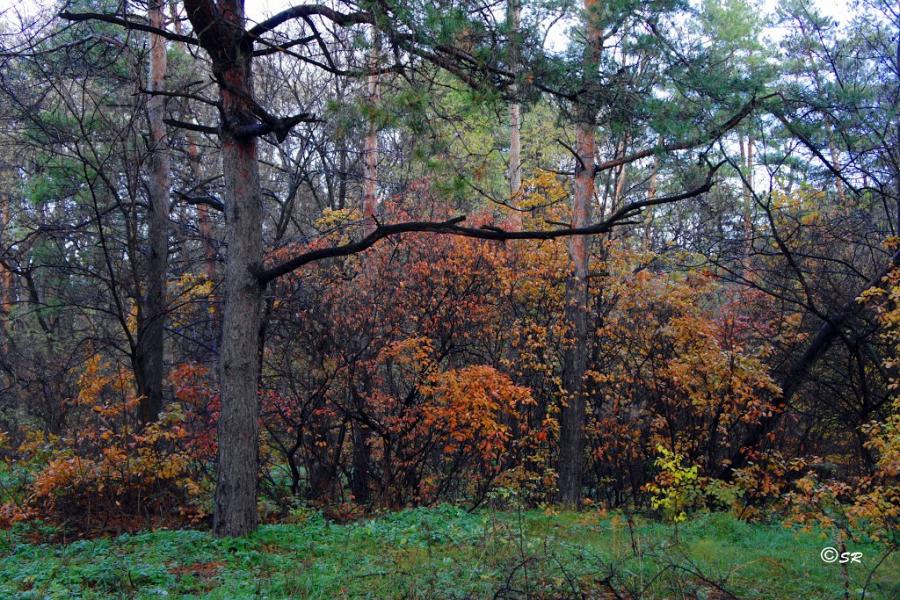 Горянівське з panoramio.com - Горяновское