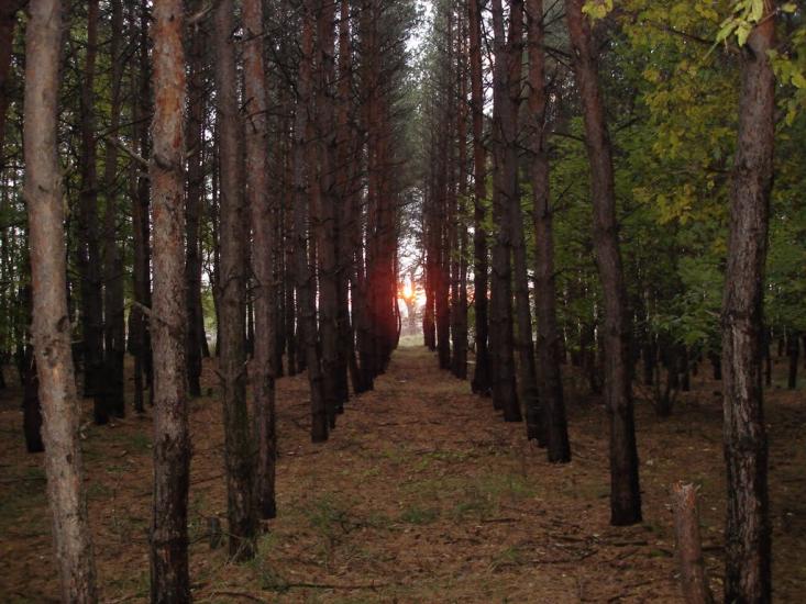 Власівка з panoramio.com - Власовка