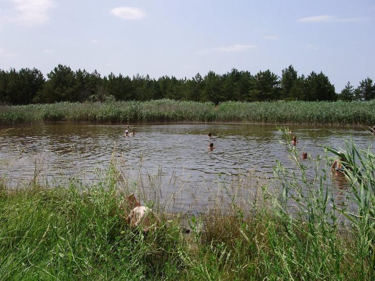 Саги з panoramio.com - Sagy