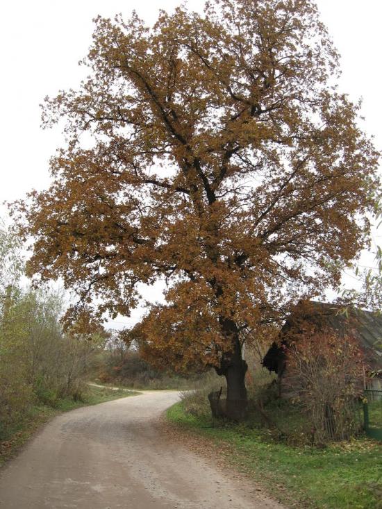 Рокитне з panoramio.com - Рокитне