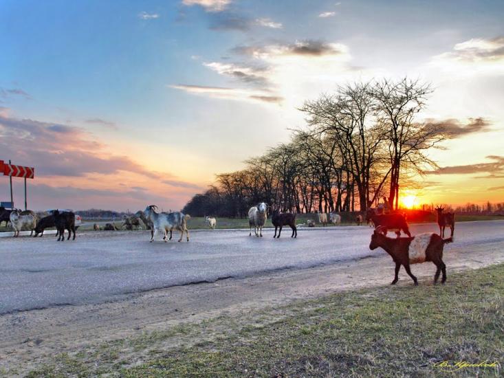 Шабо з panoramio.com - Shabo