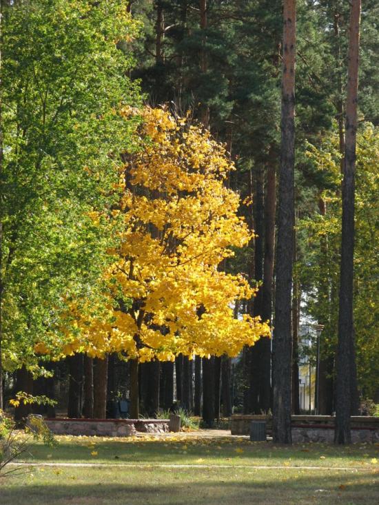 Славутич з panoramio.com - Славутич