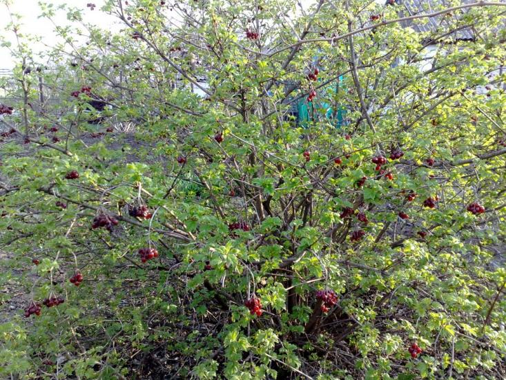 Верхньошевирівка з panoramio.com - Верхньошевирівка