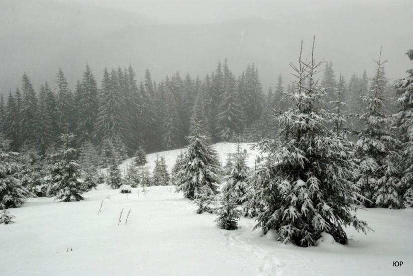 Стебний з panoramio.com - Стебний
