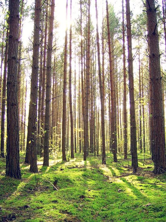 Вільхова з panoramio.com - Вільхова