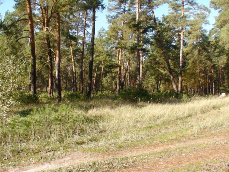 Студенок з panoramio.com - Студенок