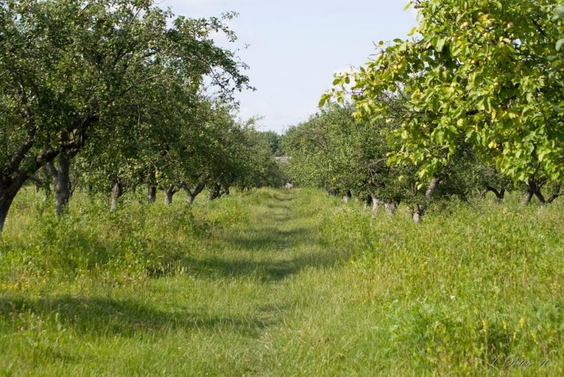 Сокілець з panoramio.com - Соколец
